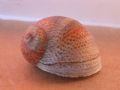 Natica&nbsp;stercusmuscarum